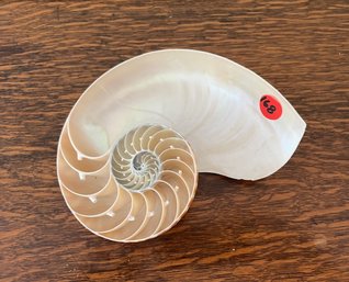 Nautilus Shell