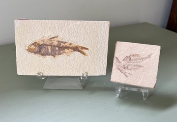 Fish Fossils And Stands