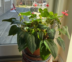 Beautiful Live Anthurium Plant