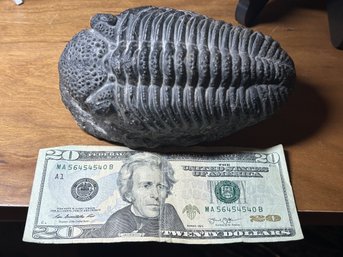 Massive 5.6' DROTOPS MEGALOMANICUS TRILOBITE Fossil- 390 Million Years Old