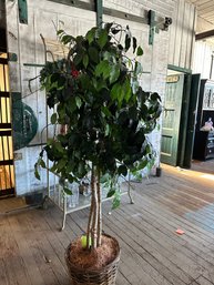 Artificial Ficus Tree