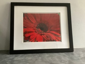 Photograph Of Red Gerbera Daisy