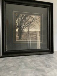 Black & White Photograph Of Trees By Fence