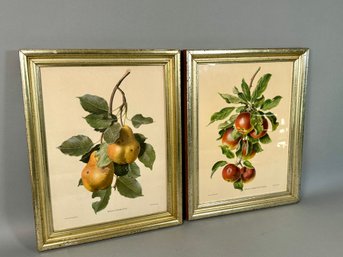 Vintage Prints: Pyrus Communis & Malus Communis Forma