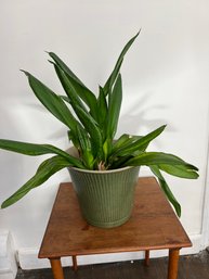 Houseplant In Green Ceramic Planter