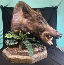 Wild Boar Taxidermy Shoulder Mount. Perfect Boars Head Deli Display. On An Octagonal Realistic Terrain Base.