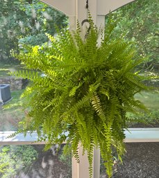 Hanging Basket Live Fern
