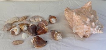 Group Of Shells