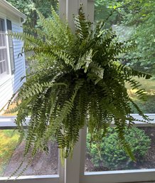 Hanging Live Fern Plant