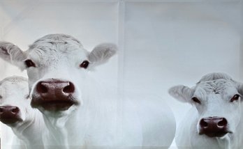 Flock Of Cows Canvas Print