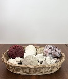 Collection Of Natural Specimen Pipe And Brain Coral & Others