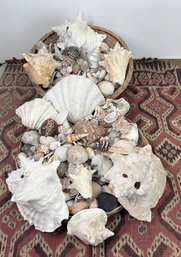 Massive Collection Of Natural Specimen Sea Shells