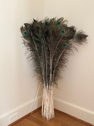 Group Of Authentic Peacock Feathers