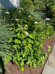 A Large Perennial Garden - Grasses - Big Leaf Hydrangea - Creeping Blue Star Juniper And More
