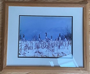 Framed Geese Photo Print