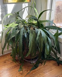 Very Large And Mature Epiphyllum Plant