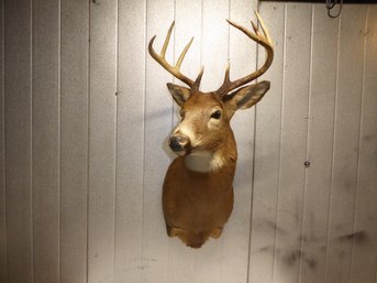 9-point Deer Shoulder Taxidermy Mount