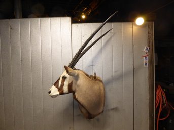 Shoulder Mount Of Gemsbok Oryx Taxidermy