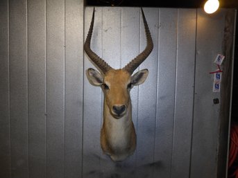 Shoulder Mount Taxidermy Of Antelope