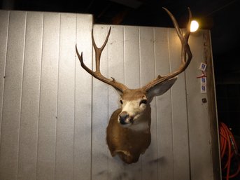 Shoulder Mount Taxidermy Of 9-point Deer