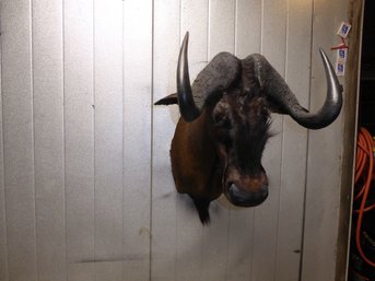 Shoulder Mount Taxidermy Of Wildebeest