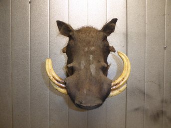 Shoulder Mount Taxidermy Of Warthog