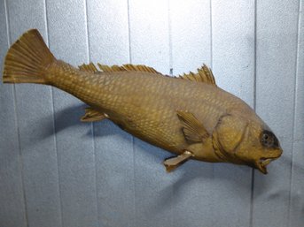 RARE Antique Taxidermy Of A Carp