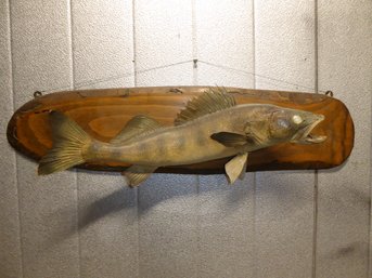 Antique Taxidermy Mount Of A Walleye