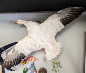 Taxidermy Wild Goose In Flight - Special Den - Rec Room Decoration   LD/SR