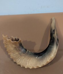 Vintage Ram's Horn Musical Shofar