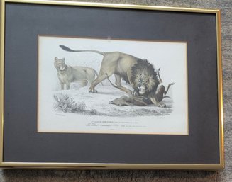 LION (Felis Leo, Lin.) - 1re SRIE QUADRUPDES (SANS OS MARSUPIAUX)