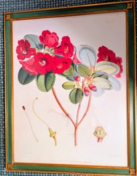Riginal 1849 Sir J.D. Hooker Hand-Colored Lithograph  Rhododendron Thomsoni Pl. XII