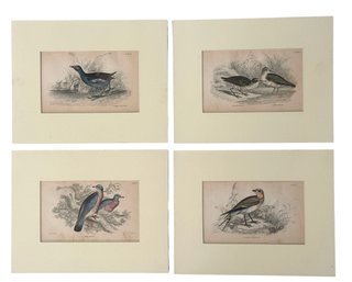Four Ca 1850 Hand Colored English Bird Lithographs  By Henry Gardiner Adams (A)