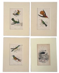 Four Ca 1850 Hand Colored English Bird Lithographs By Henry Gardiner Adams (B)