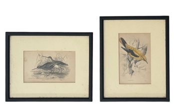 Two 1850 Hand Colored English Bird Lithographs By Henry Gardiner Adams (C)