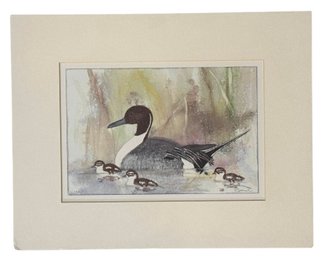 Signed Print Of Pintail Duck By Polly French