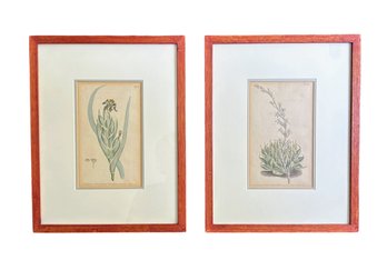 Framed Vintage Botanicals