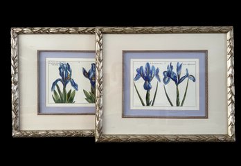 Pair Of Iris Book Plate Prints