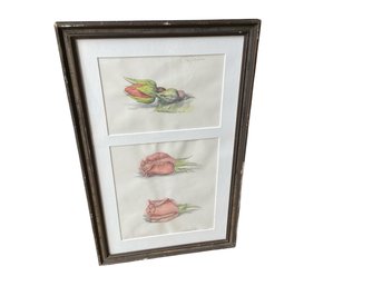 Signed Norman Green Trio Of Rose Sketches