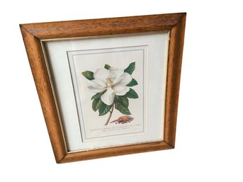 Framed George Dionysius Ehret Magnolia Grandiflora Botanical Print