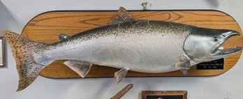 Taxidermy King Salmon - Aug,1987, Lake Ontario, Soldiers Bay, NY 44 Inches!      LD/sR.