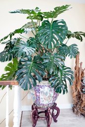 Rare Large Live Plant Tarovine