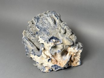 Beautiful Blue Fossil Coral