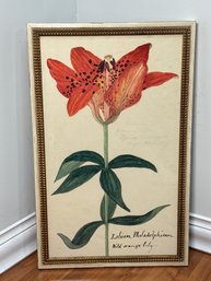 Reverends Floral Study No. 6 Lilium Philadelphicum Wild Orange Lily Framed Botanical Print