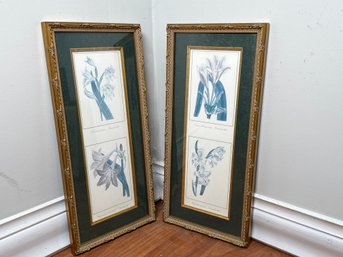 Two Framed Botanical Prints