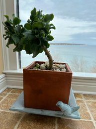 Bonsai Live Plant With Bronze Tray