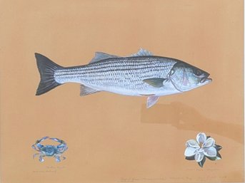 Artist's Proof ( James Prosek) Of Striped Bass