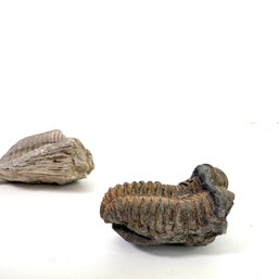 300 Million Year Old Trilobite Fossil Pairing