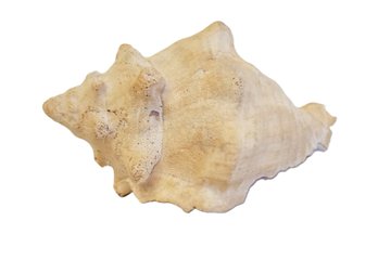 Large Conch Shell