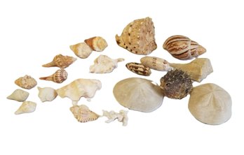 Small Collection Of Seashells By The Seashore & Puffer Fish